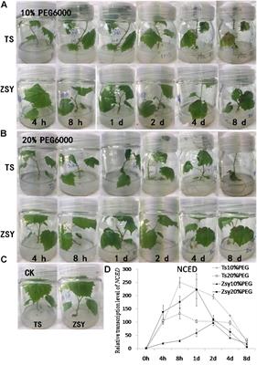 Overexpression of 9-cis-Epoxycarotenoid Dioxygenase Cisgene in Grapevine Increases Drought Tolerance and Results in Pleiotropic Effects